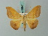  (Halesa trogonaria - BC ZSM Lep 68841)  @13 [ ] CreativeCommons - Attribution Non-Commercial Share-Alike (2014) Axel Hausmann/Bavarian State Collection of Zoology (ZSM) SNSB, Zoologische Staatssammlung Muenchen