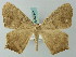  ( - BC ZSM Lep 68847)  @14 [ ] CreativeCommons - Attribution Non-Commercial Share-Alike (2014) Axel Hausmann/Bavarian State Collection of Zoology (ZSM) SNSB, Zoologische Staatssammlung Muenchen