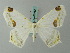  ( - BC ZSM Lep 68852)  @13 [ ] CreativeCommons - Attribution Non-Commercial Share-Alike (2014) Axel Hausmann/Bavarian State Collection of Zoology (ZSM) SNSB, Zoologische Staatssammlung Muenchen