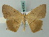  ( - BC ZSM Lep 68859)  @14 [ ] CreativeCommons - Attribution Non-Commercial Share-Alike (2014) Axel Hausmann/Bavarian State Collection of Zoology (ZSM) SNSB, Zoologische Staatssammlung Muenchen