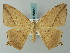  (Aeschropteryx - BC ZSM Lep 68860)  @14 [ ] CreativeCommons - Attribution Non-Commercial Share-Alike (2014) Axel Hausmann/Bavarian State Collection of Zoology (ZSM) SNSB, Zoologische Staatssammlung Muenchen