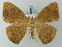  ( - BC ZSM Lep 68867)  @15 [ ] CreativeCommons - Attribution Non-Commercial Share-Alike (2014) Axel Hausmann/Bavarian State Collection of Zoology (ZSM) SNSB, Zoologische Staatssammlung Muenchen