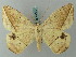  ( - BC ZSM Lep 68874)  @11 [ ] CreativeCommons - Attribution Non-Commercial Share-Alike (2014) Axel Hausmann/Bavarian State Collection of Zoology (ZSM) SNSB, Zoologische Staatssammlung Muenchen
