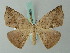  ( - BC ZSM Lep 68882)  @14 [ ] CreativeCommons - Attribution Non-Commercial Share-Alike (2014) Axel Hausmann/Bavarian State Collection of Zoology (ZSM) SNSB, Zoologische Staatssammlung Muenchen