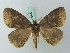  ( - BC ZSM Lep 68889)  @14 [ ] CreativeCommons - Attribution Non-Commercial Share-Alike (2014) Axel Hausmann/Bavarian State Collection of Zoology (ZSM) SNSB, Zoologische Staatssammlung Muenchen