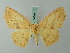  ( - BC ZSM Lep 68896)  @14 [ ] CreativeCommons - Attribution Non-Commercial Share-Alike (2014) Axel Hausmann/Bavarian State Collection of Zoology (ZSM) SNSB, Zoologische Staatssammlung Muenchen