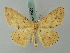  (Destutia - BC ZSM Lep 68903)  @15 [ ] CreativeCommons - Attribution Non-Commercial Share-Alike (2014) Axel Hausmann/Bavarian State Collection of Zoology (ZSM) SNSB, Zoologische Staatssammlung Muenchen