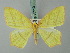  ( - BC ZSM Lep 68910)  @11 [ ] CreativeCommons - Attribution Non-Commercial Share-Alike (2014) Axel Hausmann/Bavarian State Collection of Zoology (ZSM) SNSB, Zoologische Staatssammlung Muenchen