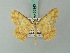  ( - BC ZSM Lep 68943)  @11 [ ] CreativeCommons - Attribution Non-Commercial Share-Alike (2014) Axel Hausmann/Bavarian State Collection of Zoology (ZSM) SNSB, Zoologische Staatssammlung Muenchen