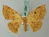  ( - BC ZSM Lep 68946)  @14 [ ] CreativeCommons - Attribution Non-Commercial Share-Alike (2014) Axel Hausmann/Bavarian State Collection of Zoology (ZSM) SNSB, Zoologische Staatssammlung Muenchen