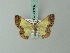  ( - BC ZSM Lep 68962)  @13 [ ] CreativeCommons - Attribution Non-Commercial Share-Alike (2014) Axel Hausmann/Bavarian State Collection of Zoology (ZSM) SNSB, Zoologische Staatssammlung Muenchen