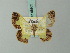  (Zamarada excisa - BC ZSM Lep 68963)  @11 [ ] CreativeCommons - Attribution Non-Commercial Share-Alike (2014) Axel Hausmann/Bavarian State Collection of Zoology (ZSM) SNSB, Zoologische Staatssammlung Muenchen