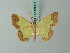  ( - BC ZSM Lep 68967)  @11 [ ] CreativeCommons - Attribution Non-Commercial Share-Alike (2014) Axel Hausmann/Bavarian State Collection of Zoology (ZSM) SNSB, Zoologische Staatssammlung Muenchen