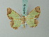  ( - BC ZSM Lep 68970)  @11 [ ] CreativeCommons - Attribution Non-Commercial Share-Alike (2014) Axel Hausmann/Bavarian State Collection of Zoology (ZSM) SNSB, Zoologische Staatssammlung Muenchen