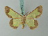  (Zamarada cinereata - BC ZSM Lep 68972)  @11 [ ] CreativeCommons - Attribution Non-Commercial Share-Alike (2014) Axel Hausmann/Bavarian State Collection of Zoology (ZSM) SNSB, Zoologische Staatssammlung Muenchen