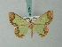  ( - BC ZSM Lep 68975)  @11 [ ] CreativeCommons - Attribution Non-Commercial Share-Alike (2014) Axel Hausmann/Bavarian State Collection of Zoology (ZSM) SNSB, Zoologische Staatssammlung Muenchen