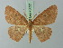  (Cyclophora ruficeps - BC ZSM Lep 70022)  @13 [ ] CreativeCommons - Attribution Non-Commercial Share-Alike (2014) Axel Hausmann/Bavarian State Collection of Zoology (ZSM) SNSB, Zoologische Staatssammlung Muenchen