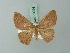  (Cyclophora sypharia - BC ZSM Lep 70024)  @13 [ ] CreativeCommons - Attribution Non-Commercial Share-Alike (2014) Axel Hausmann/Bavarian State Collection of Zoology (ZSM) SNSB, Zoologische Staatssammlung Muenchen