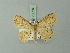 (Cyclophora renifera - BC ZSM Lep 70026)  @12 [ ] CreativeCommons - Attribution Non-Commercial Share-Alike (2014) Axel Hausmann/Bavarian State Collection of Zoology (ZSM) SNSB, Zoologische Staatssammlung Muenchen