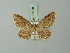  (Cyclophora khakiata - BC ZSM Lep 70028)  @13 [ ] CreativeCommons - Attribution Non-Commercial Share-Alike (2014) Axel Hausmann/Bavarian State Collection of Zoology (ZSM) SNSB, Zoologische Staatssammlung Muenchen