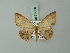  (Cyclophora subpallida - BC ZSM Lep 70030)  @11 [ ] CreativeCommons - Attribution Non-Commercial Share-Alike (2014) Axel Hausmann/Bavarian State Collection of Zoology (ZSM) SNSB, Zoologische Staatssammlung Muenchen