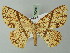  (Cyclophora insigniata - BC ZSM Lep 70036)  @15 [ ] CreativeCommons - Attribution Non-Commercial Share-Alike (2014) Axel Hausmann/Bavarian State Collection of Zoology (ZSM) SNSB, Zoologische Staatssammlung Muenchen