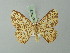  (Cyclophora resignata - BC ZSM Lep 70037)  @14 [ ] CreativeCommons - Attribution Non-Commercial Share-Alike (2014) Axel Hausmann/Bavarian State Collection of Zoology (ZSM) SNSB, Zoologische Staatssammlung Muenchen