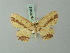  (Cyclophora melitia abruptaria - BC ZSM Lep 70039)  @11 [ ] CreativeCommons - Attribution Non-Commercial Share-Alike (2014) Axel Hausmann/Bavarian State Collection of Zoology (ZSM) SNSB, Zoologische Staatssammlung Muenchen