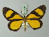  (Smicropus laeta - BC ZSM Lep 70047)  @14 [ ] CreativeCommons - Attribution Non-Commercial Share-Alike (2014) Axel Hausmann/Bavarian State Collection of Zoology (ZSM) SNSB, Zoologische Staatssammlung Muenchen