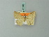  ( - BC ZSM Lep 70103)  @11 [ ] CreativeCommons - Attribution Non-Commercial Share-Alike (2014) Axel Hausmann/Bavarian State Collection of Zoology (ZSM) SNSB, Zoologische Staatssammlung Muenchen