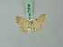  ( - BC ZSM Lep 70410)  @11 [ ] CreativeCommons - Attribution Non-Commercial Share-Alike (2014) Axel Hausmann/Bavarian State Collection of Zoology (ZSM) SNSB, Zoologische Staatssammlung Muenchen
