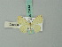  ( - BC ZSM Lep 70414)  @11 [ ] CreativeCommons - Attribution Non-Commercial Share-Alike (2014) Axel Hausmann/Bavarian State Collection of Zoology (ZSM) SNSB, Zoologische Staatssammlung Muenchen
