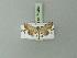  ( - BC ZSM Lep 71384)  @12 [ ] CreativeCommons - Attribution Non-Commercial Share-Alike (2014) Axel Hausmann/Bavarian State Collection of Zoology (ZSM) SNSB, Zoologische Staatssammlung Muenchen