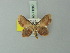  ( - BC ZSM Lep 71387)  @11 [ ] CreativeCommons - Attribution Non-Commercial Share-Alike (2014) Axel Hausmann/Bavarian State Collection of Zoology (ZSM) SNSB, Zoologische Staatssammlung Muenchen