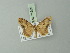  ( - BC ZSM Lep 71389)  @13 [ ] CreativeCommons - Attribution Non-Commercial Share-Alike (2014) Axel Hausmann/Bavarian State Collection of Zoology (ZSM) SNSB, Zoologische Staatssammlung Muenchen