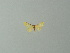 (Lobocleta tenellata - BC ZSM Lep 71391)  @12 [ ] CreativeCommons - Attribution Non-Commercial Share-Alike (2014) Axel Hausmann/Bavarian State Collection of Zoology (ZSM) SNSB, Zoologische Staatssammlung Muenchen