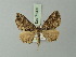  ( - BC ZSM Lep 71397)  @13 [ ] CreativeCommons - Attribution Non-Commercial Share-Alike (2014) Axel Hausmann/Bavarian State Collection of Zoology (ZSM) SNSB, Zoologische Staatssammlung Muenchen