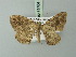  ( - BC ZSM Lep 71404)  @11 [ ] CreativeCommons - Attribution Non-Commercial Share-Alike (2014) Axel Hausmann/Bavarian State Collection of Zoology (ZSM) SNSB, Zoologische Staatssammlung Muenchen