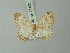  ( - BC ZSM Lep 71405)  @11 [ ] CreativeCommons - Attribution Non-Commercial Share-Alike (2014) Axel Hausmann/Bavarian State Collection of Zoology (ZSM) SNSB, Zoologische Staatssammlung Muenchen