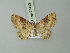  (Xanthorhoe AH01 - BC ZSM Lep 71413)  @11 [ ] CreativeCommons - Attribution Non-Commercial Share-Alike (2014) Axel Hausmann/Bavarian State Collection of Zoology (ZSM) SNSB, Zoologische Staatssammlung Muenchen
