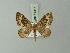  ( - BC ZSM Lep 71417)  @11 [ ] CreativeCommons - Attribution Non-Commercial Share-Alike (2014) Axel Hausmann/Bavarian State Collection of Zoology (ZSM) SNSB, Zoologische Staatssammlung Muenchen