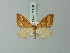  (Xanthorhoe olbia - BC ZSM Lep 71420)  @11 [ ] CreativeCommons - Attribution Non-Commercial Share-Alike (2014) Axel Hausmann/Bavarian State Collection of Zoology (ZSM) SNSB, Zoologische Staatssammlung Muenchen