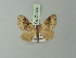  ( - BC ZSM Lep 71423)  @11 [ ] CreativeCommons - Attribution Non-Commercial Share-Alike (2014) Axel Hausmann/Bavarian State Collection of Zoology (ZSM) SNSB, Zoologische Staatssammlung Muenchen