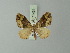  ( - BC ZSM Lep 71424)  @11 [ ] CreativeCommons - Attribution Non-Commercial Share-Alike (2014) Axel Hausmann/Bavarian State Collection of Zoology (ZSM) SNSB, Zoologische Staatssammlung Muenchen