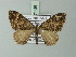  (Xanthorhoe borbonicata - BC ZSM Lep 71426)  @13 [ ] CreativeCommons - Attribution Non-Commercial Share-Alike (2014) Axel Hausmann/Bavarian State Collection of Zoology (ZSM) SNSB, Zoologische Staatssammlung Muenchen