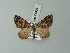  ( - BC ZSM Lep 71431)  @11 [ ] CreativeCommons - Attribution Non-Commercial Share-Alike (2014) Axel Hausmann/Bavarian State Collection of Zoology (ZSM) SNSB, Zoologische Staatssammlung Muenchen
