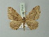  (Xanthorhoe dissociata - BC ZSM Lep 71433)  @11 [ ] CreativeCommons - Attribution Non-Commercial Share-Alike (2014) Axel Hausmann/Bavarian State Collection of Zoology (ZSM) SNSB, Zoologische Staatssammlung Muenchen