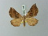  (Scotopteryx kuznecovi - BC ZSM Lep 71440)  @14 [ ] CreativeCommons - Attribution Non-Commercial Share-Alike (2014) Axel Hausmann/Bavarian State Collection of Zoology (ZSM) SNSB, Zoologische Staatssammlung Muenchen