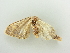  ( - BC ZSM Lep 81247)  @12 [ ] CreativeCommons - Attribution Non-Commercial Share-Alike (2014) Axel Hausmann/Bavarian State Collection of Zoology (ZSM) SNSB, Zoologische Staatssammlung Muenchen