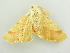  ( - BC ZSM Lep 81272)  @13 [ ] CreativeCommons - Attribution Non-Commercial Share-Alike (2014) Axel Hausmann/Bavarian State Collection of Zoology (ZSM) SNSB, Zoologische Staatssammlung Muenchen